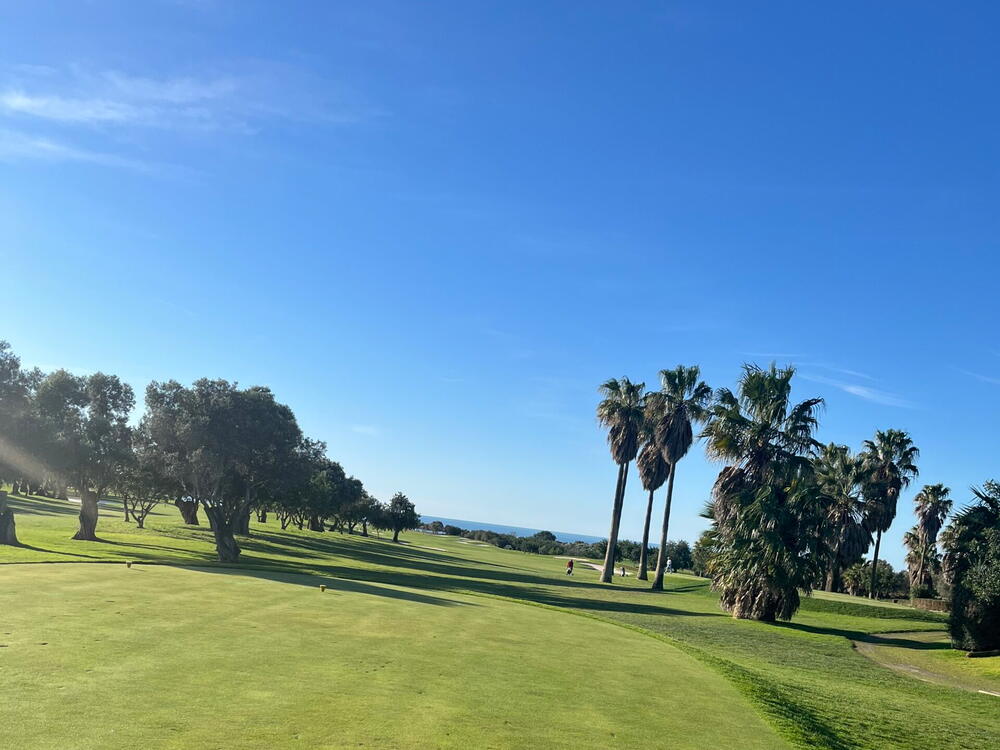 Fairway kantet af palmer og oliventræer under blå himmel