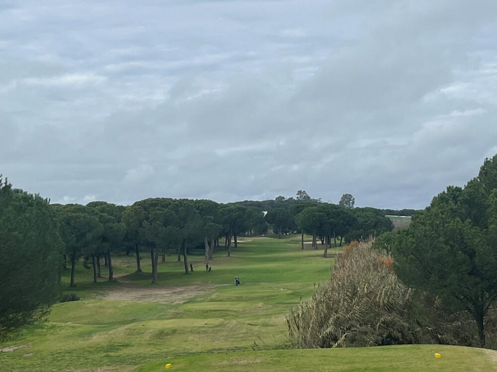 Fairway mellem pinjetræer under overskyet himmel