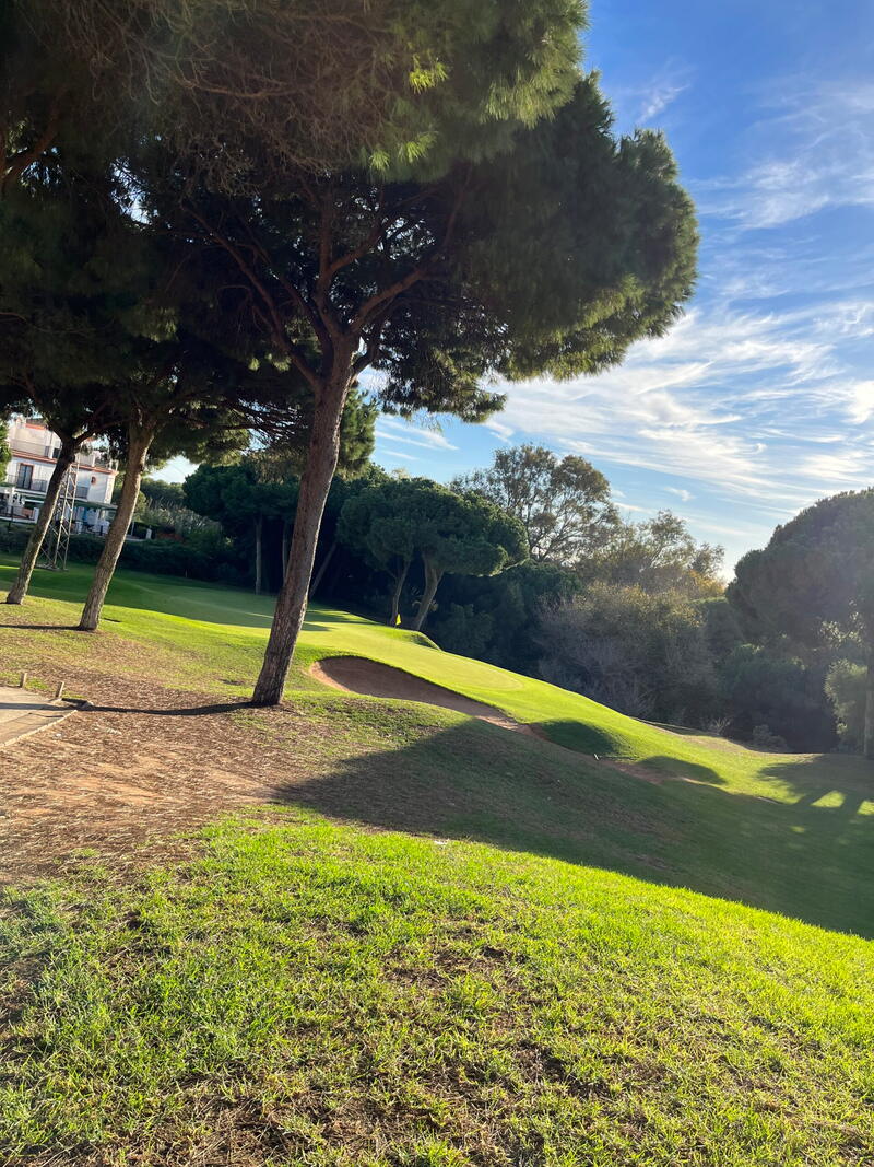 Golfbunker og pinjetræ på en solbeskinnet skråning ved fairwayen
